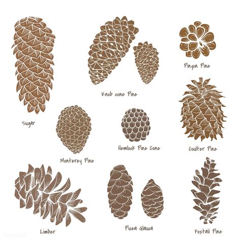 pinecone & pony 123movie|pine cone identification chart.